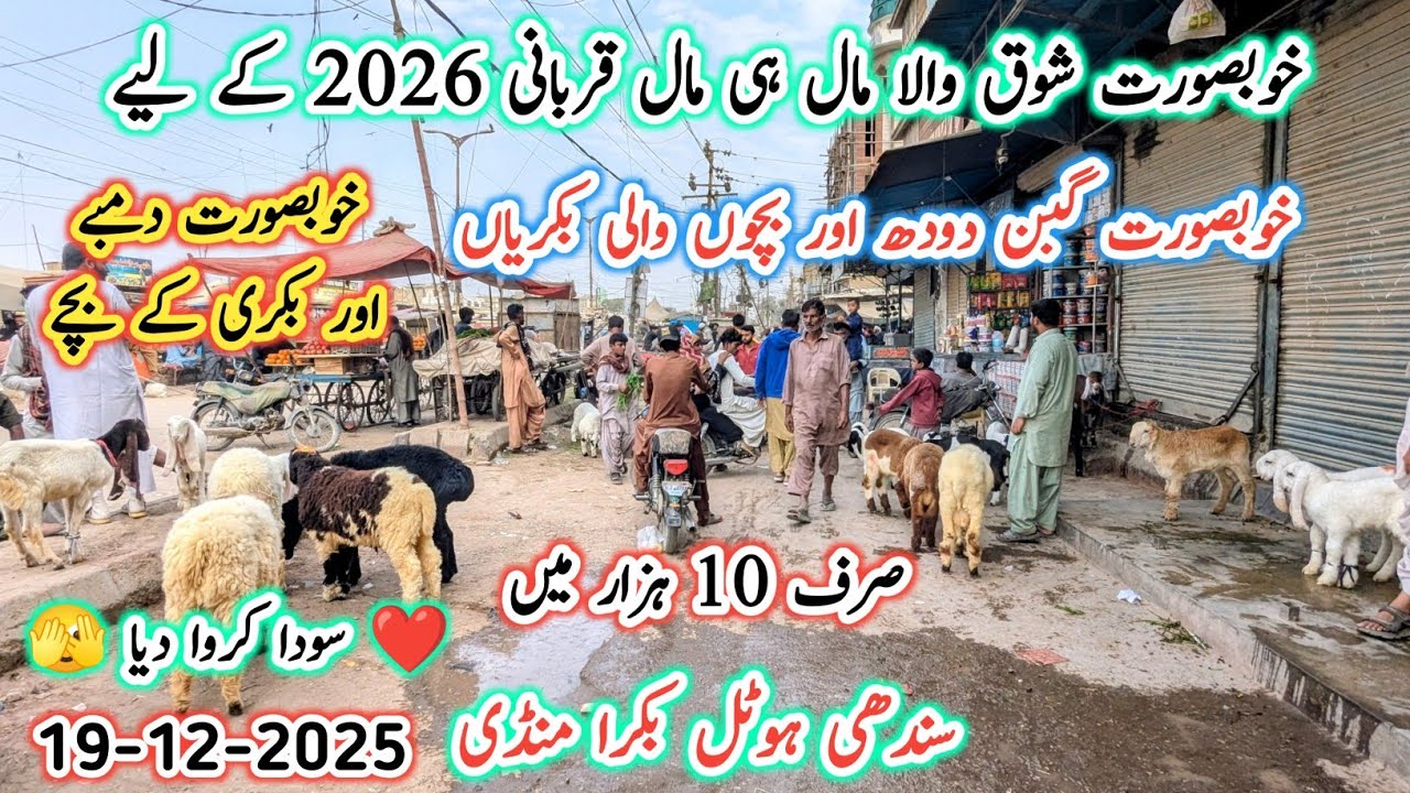 Sindhi Hotel Bakra Mandi Karachi Latest Rates Update l 19 Dec 2025 l Karachi Bakra Mandi 2025 l