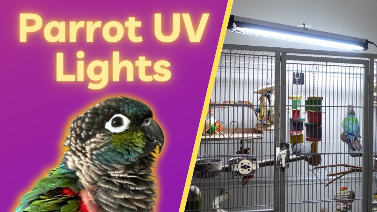 Ультрафиолетовые лампы Parrot | Безопасны ли они и стоят ли они своих денег? | TheParrotTeacher