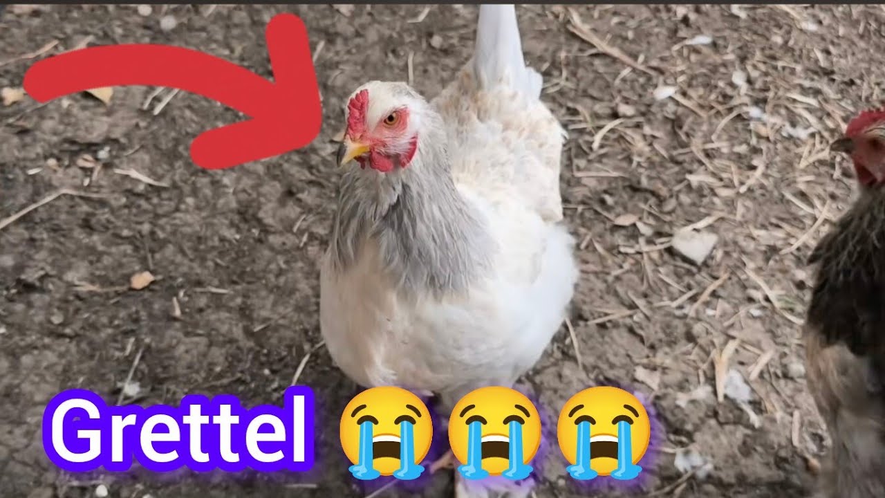 🛑MURIO GRETTEL de forma inesperada 😭 otra de mis mascotas también se fue al cielo 😞 te cuento 