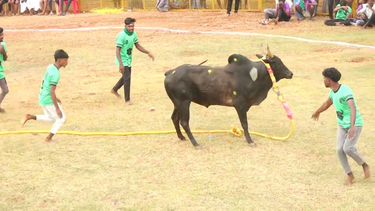 சொறிபாறைபட்டி ANK நண்பர்கள் குழு Vs K.புதுப்பட்டி சேகர் காளை | PK Media