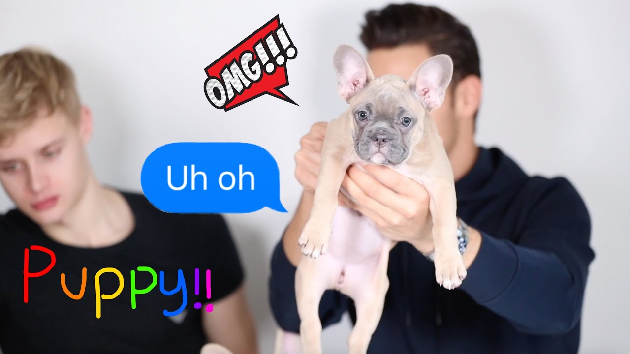 WE GOT ANOTHER PUPPY...(omg)