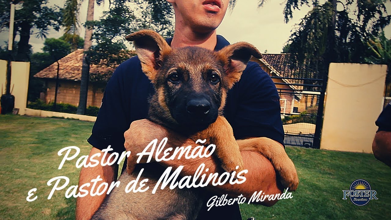 Pastor Alemão e Pastor de Malinois