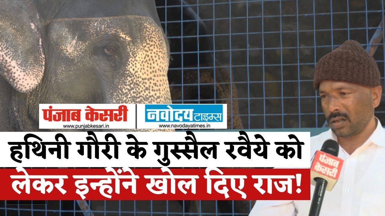 Elephant Attack At Amer Fort : क्या अब आमेर फोर्ट पर बंद हो जाएगी हाथी की सवारी |