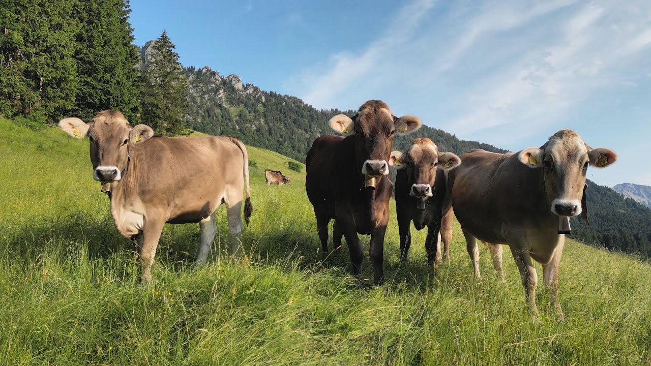 Wertacher Viehscheid Almabtrieb
