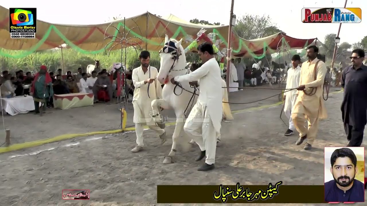 Chaman چمن l Ladla لاڈلا l Horse Dance l 16 November 2026 l Manoof Jateem 733 Kamalia