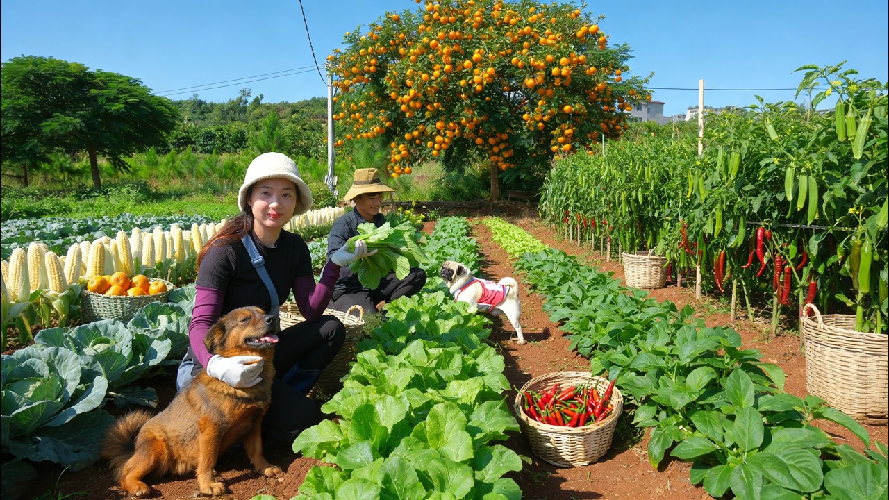 Harvest Choy Sum, Sticky Corn, Orange, Chili, Okra To Sell At The Market &ndash; Daily Life On Farm,Garden