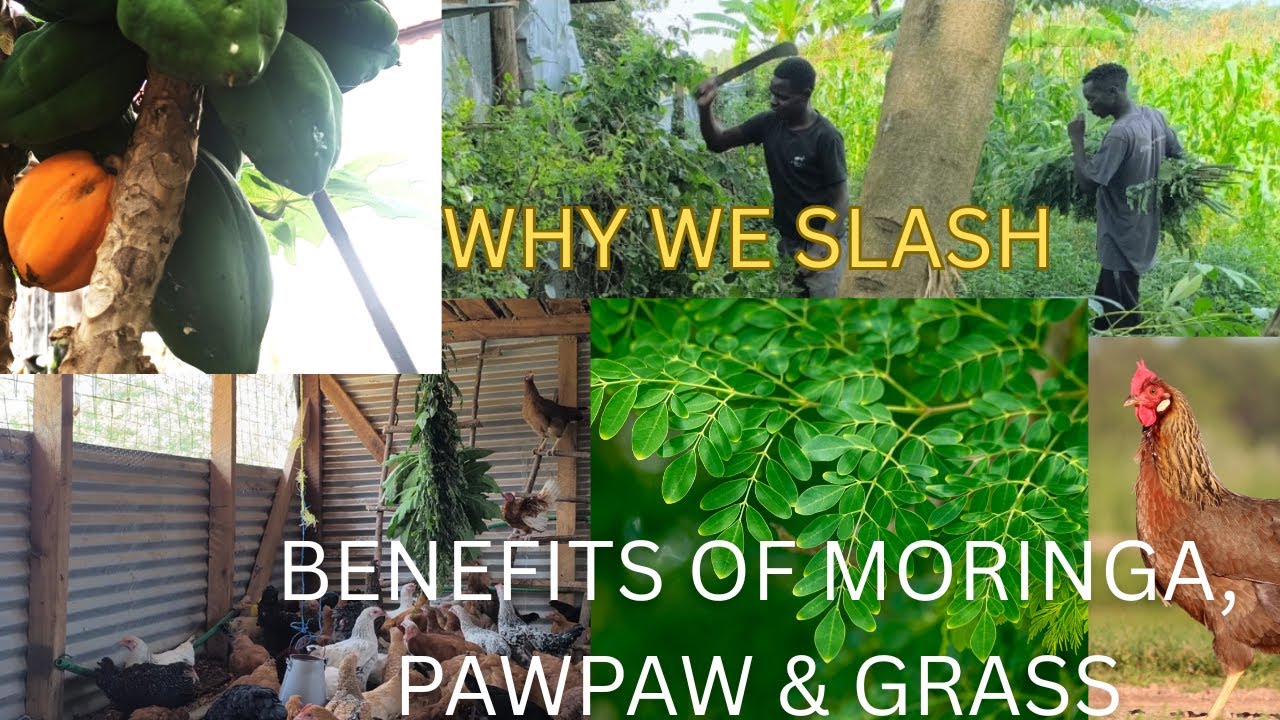 Why We Slash Near the Coop + Benefits of Moringa, Pawpaw & Grass for Chickens