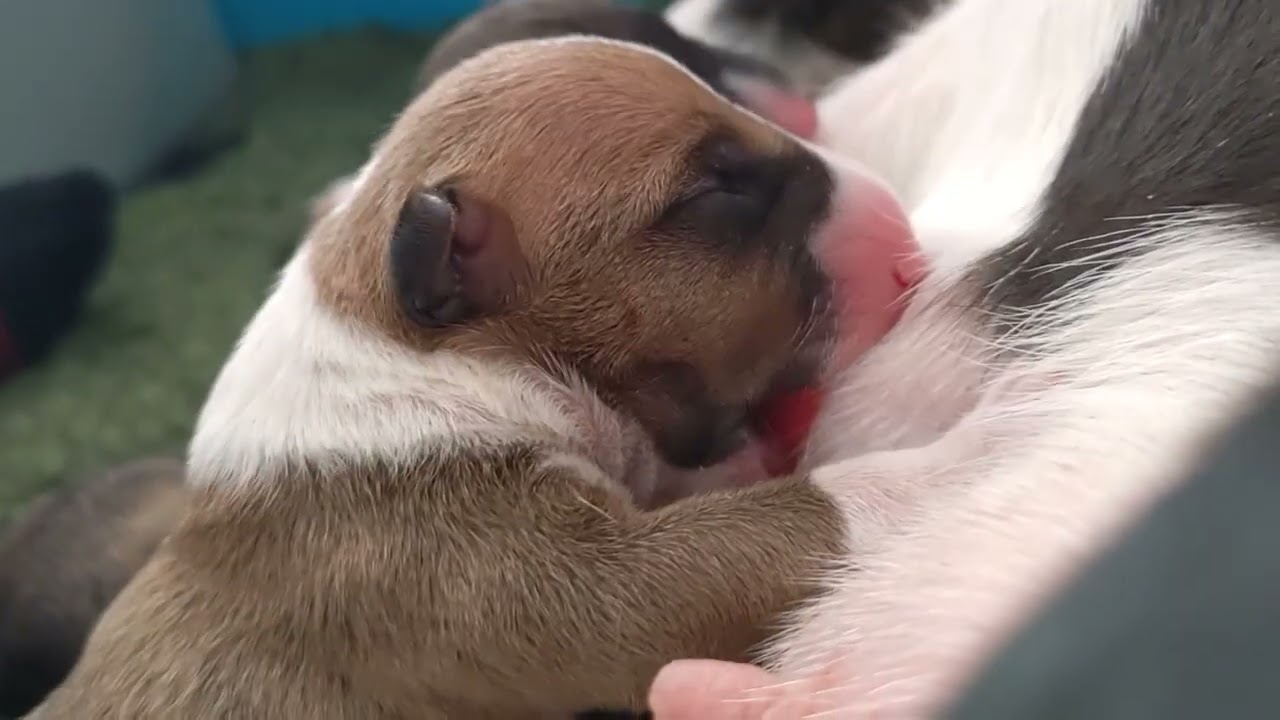 Newborn Puppy Nursing