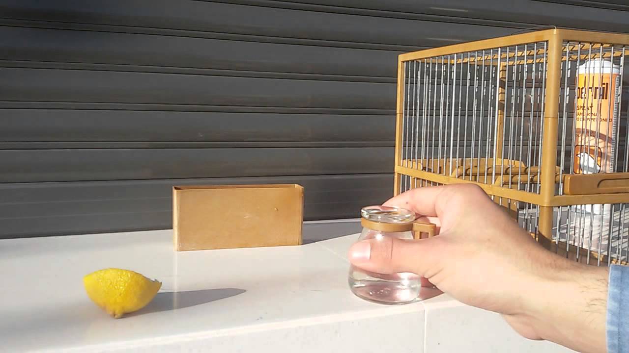 Cómo cuidar aves de captura los primeros días.