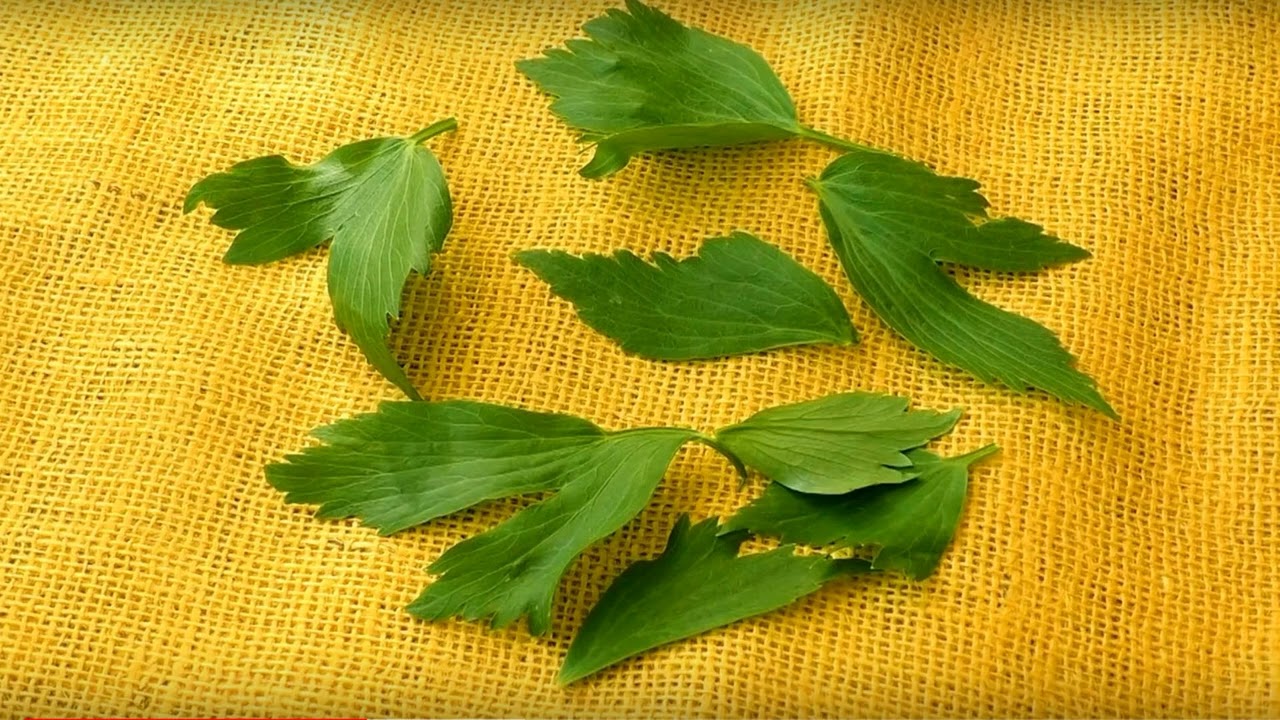 Lubczyk- zielona viagra. Zamiennik maggi. W kuchni o ziołach i zdrowiu #5