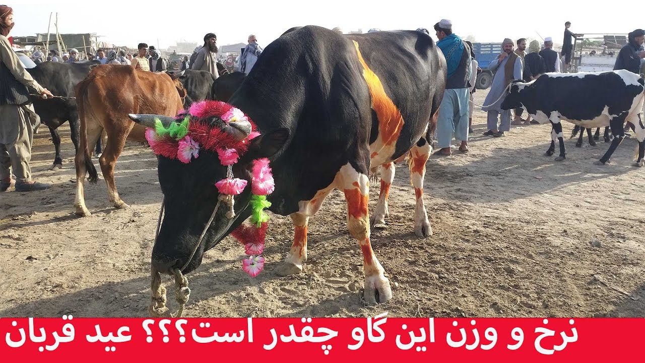 نرخ و وزن این گاو وحشی چقدر است | عید قربان | مزار شریف | چینل یوتیوب آفتاب