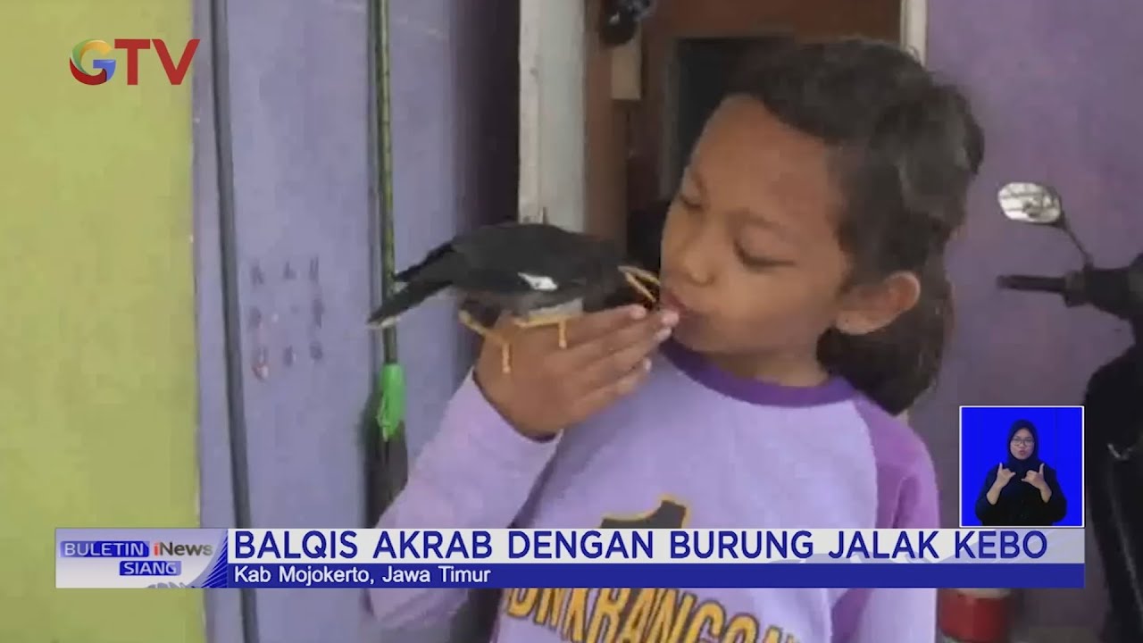 Kisah Anak Perempuan di Mojokerto Bersahabat dengan Jalak Kebo #BIS 02/12