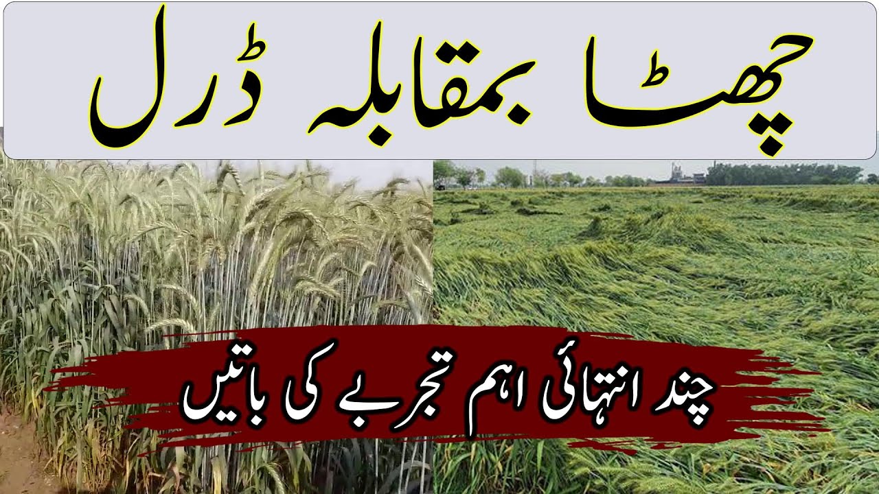 How to grow wheat crop|how increase tillering wheat|wheat comparison drill machine vs throwing field
