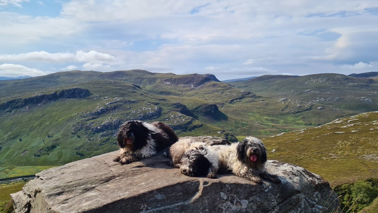 Polish Lowland Sheepdog/Polski Owczarek Nizinny NC500 route Scotland with dogs