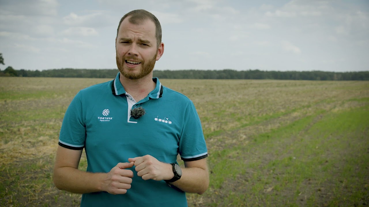Zwalczanie chwastów w zbożach ozimych jesienią. Dlaczego warto stosować herbicyd Bizon.