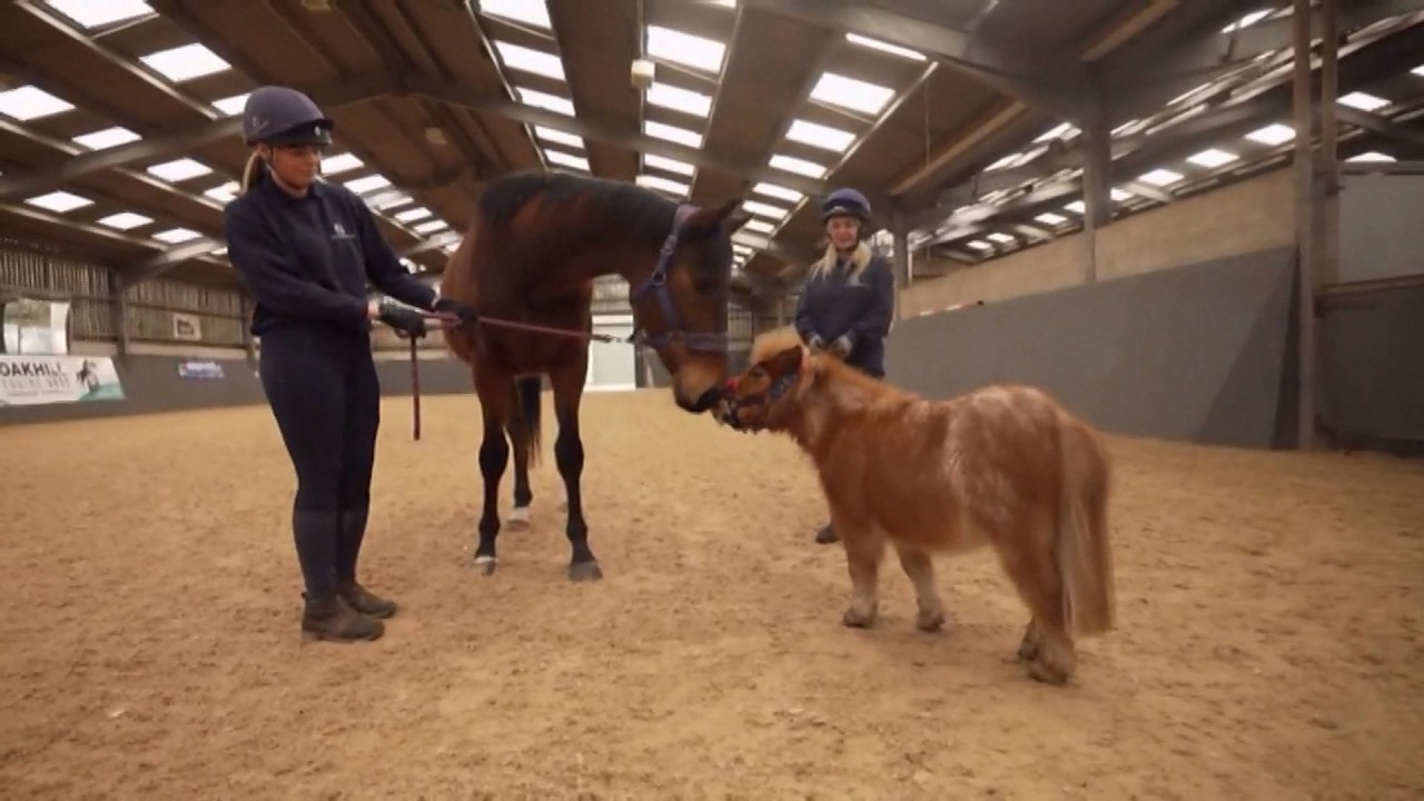 Pony's gone from death's door 'to winning hearts' - meet Pickle the pony 🙂(UK) 10/Mar/2026