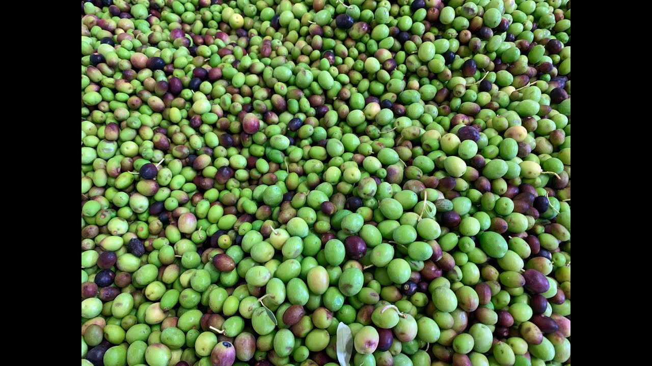 114 Perché è sbagliato raccogliere le olive quando cambiano colore?