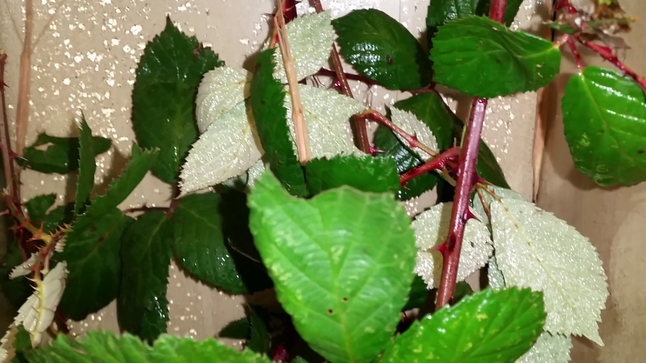 Rosageflügelte stabschrecken kuriose art