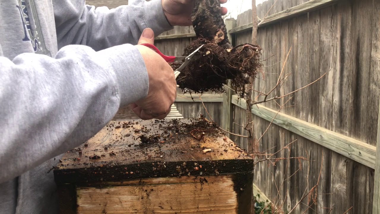 Spring Elm Repot