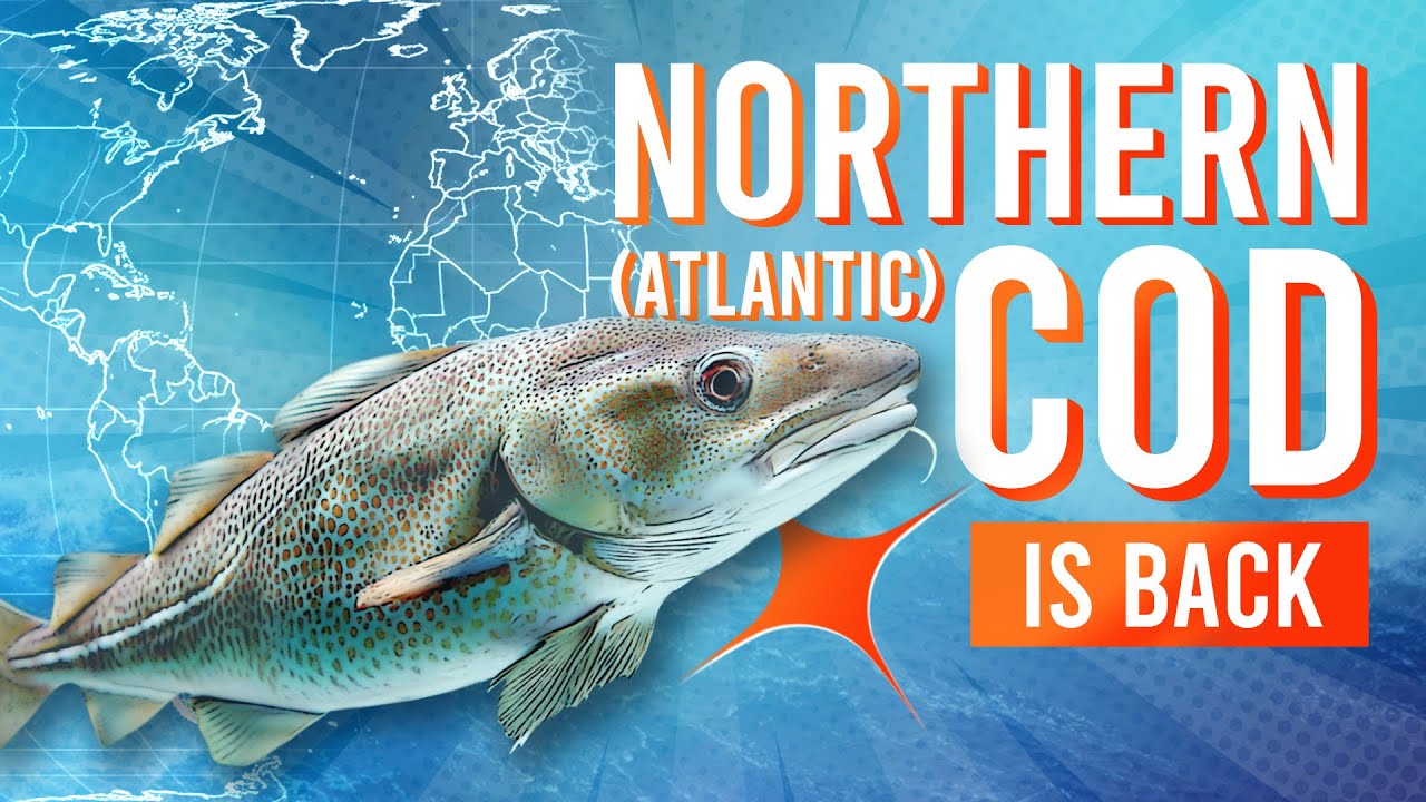 3MMI - Northern (Atlantic) Cod Is Back: The Story, The Science, The Market