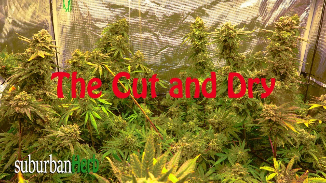 Harvest and dry of 4 gorilla glue 