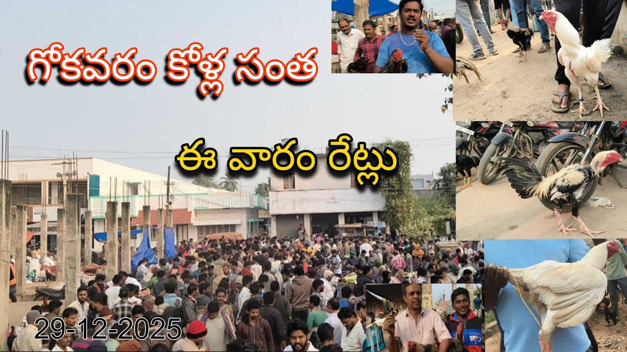 “గోకవరం కోళ్ల సంత | నాటు కోళ్లు, దేశీయ కోళ్లు, పందెం పుంజుల రేట్లు | East Godavari”