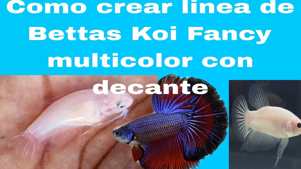 Como crear una línea de Bettas  envidiable con Bettas decanten o celofán 