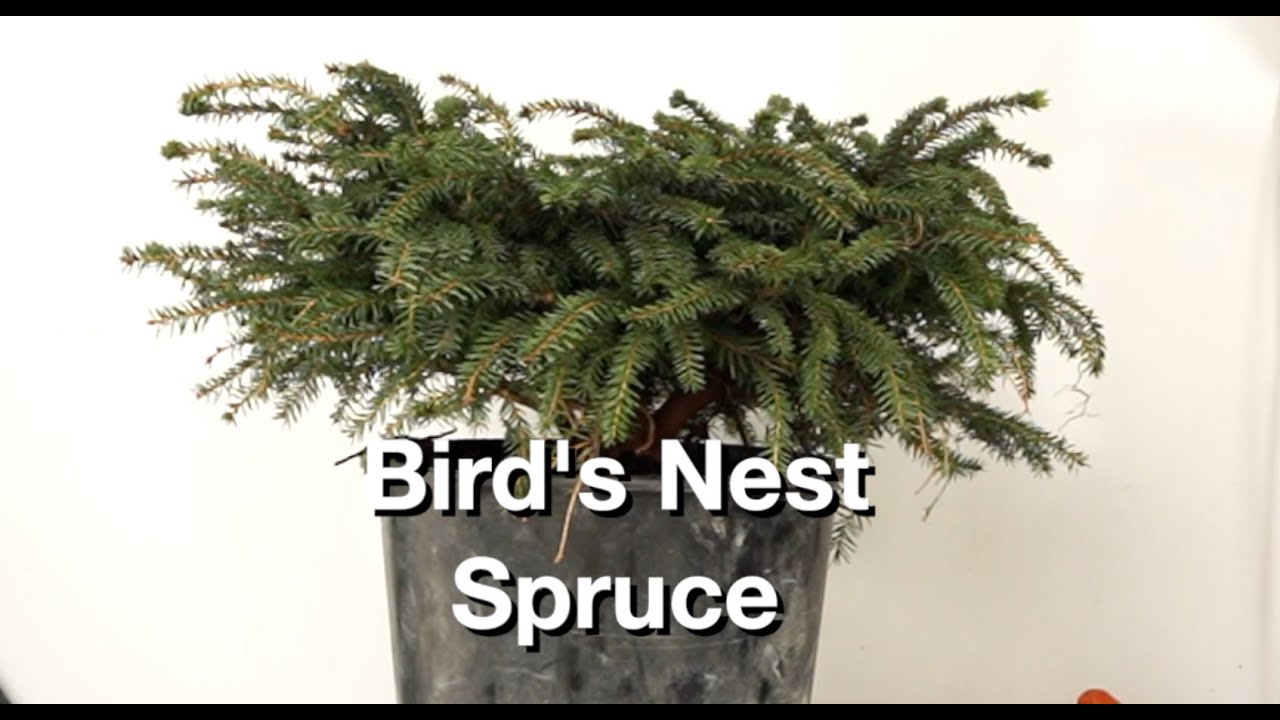 Bird's Nest Spruce:  Dave's Bonsai E395