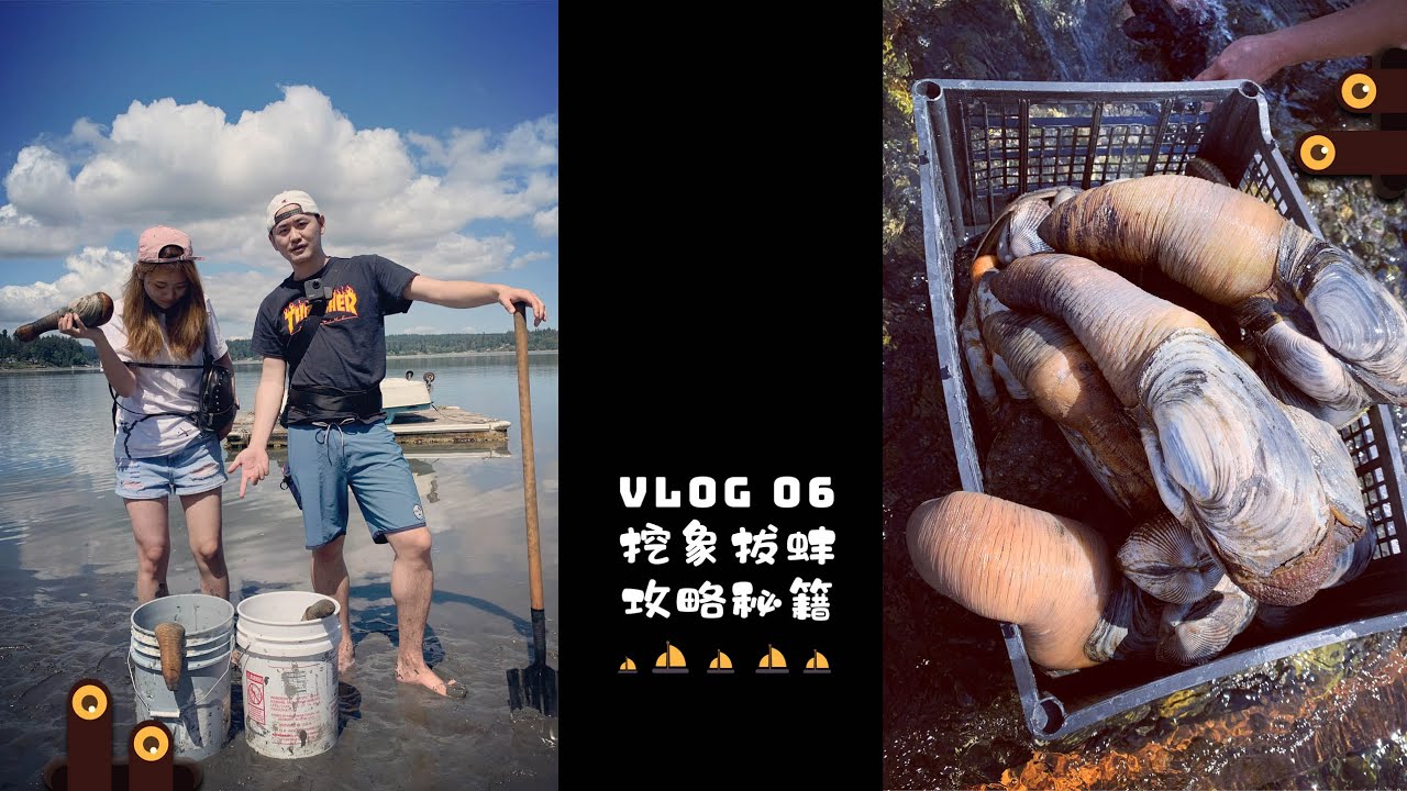 Vlog 06 Geoduck 挖象拔蚌全攻略 ｜当赶海的少年 遇上西雅图 Seattle