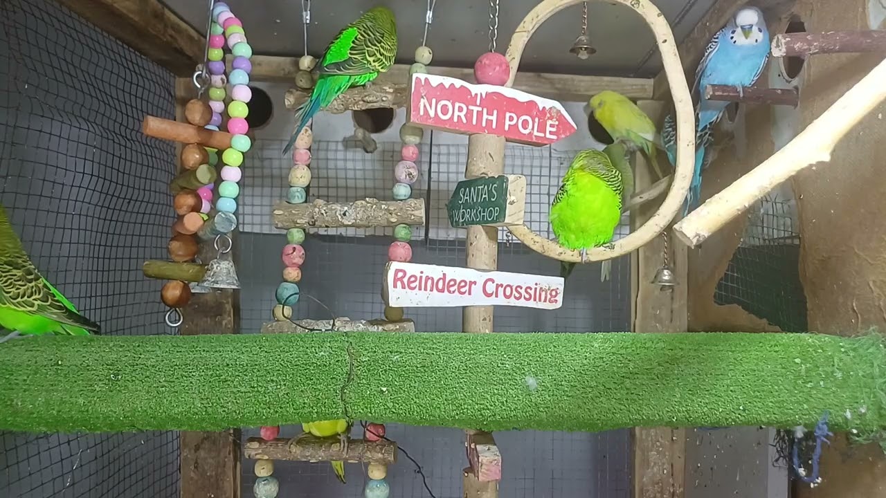 Today’s guest – the talkative parrot 😅