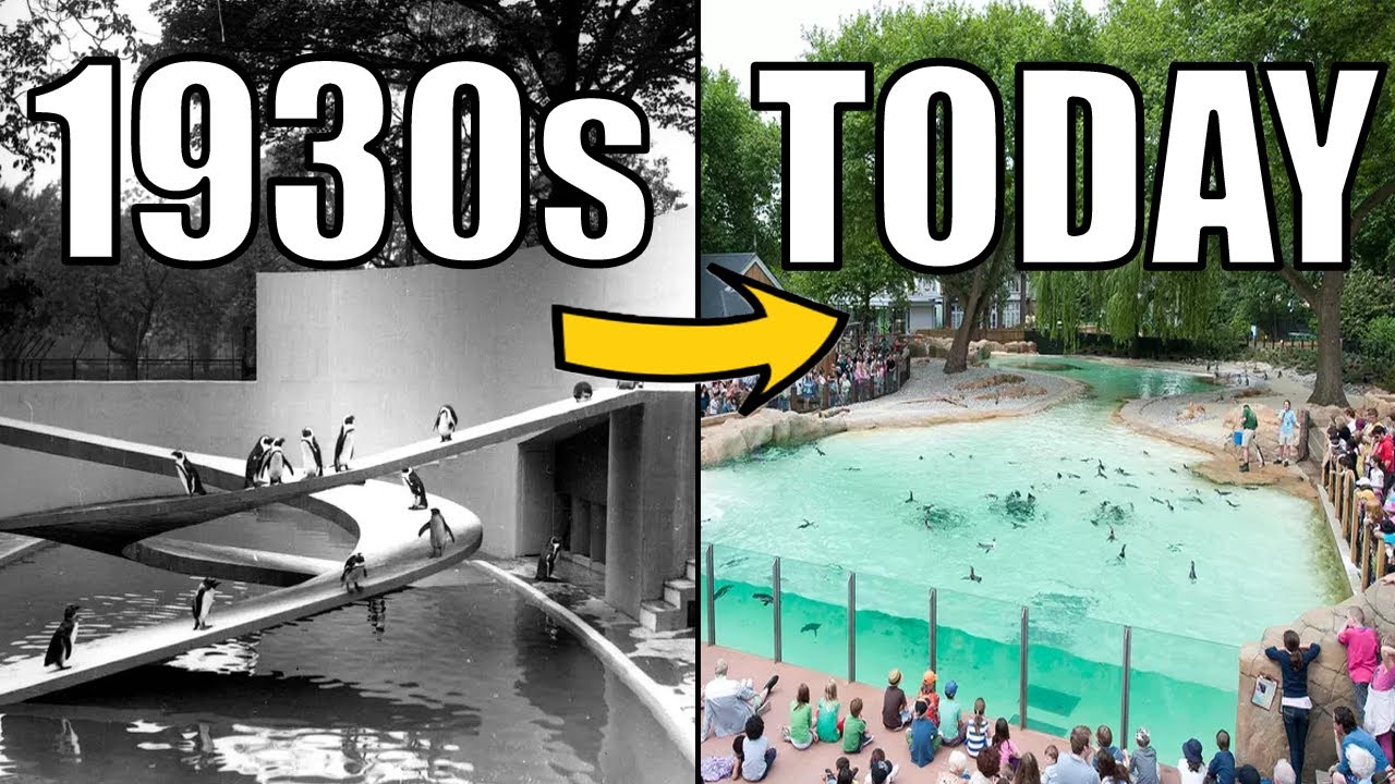 England’s Largest Penguin Pool | ZSL London Zoo