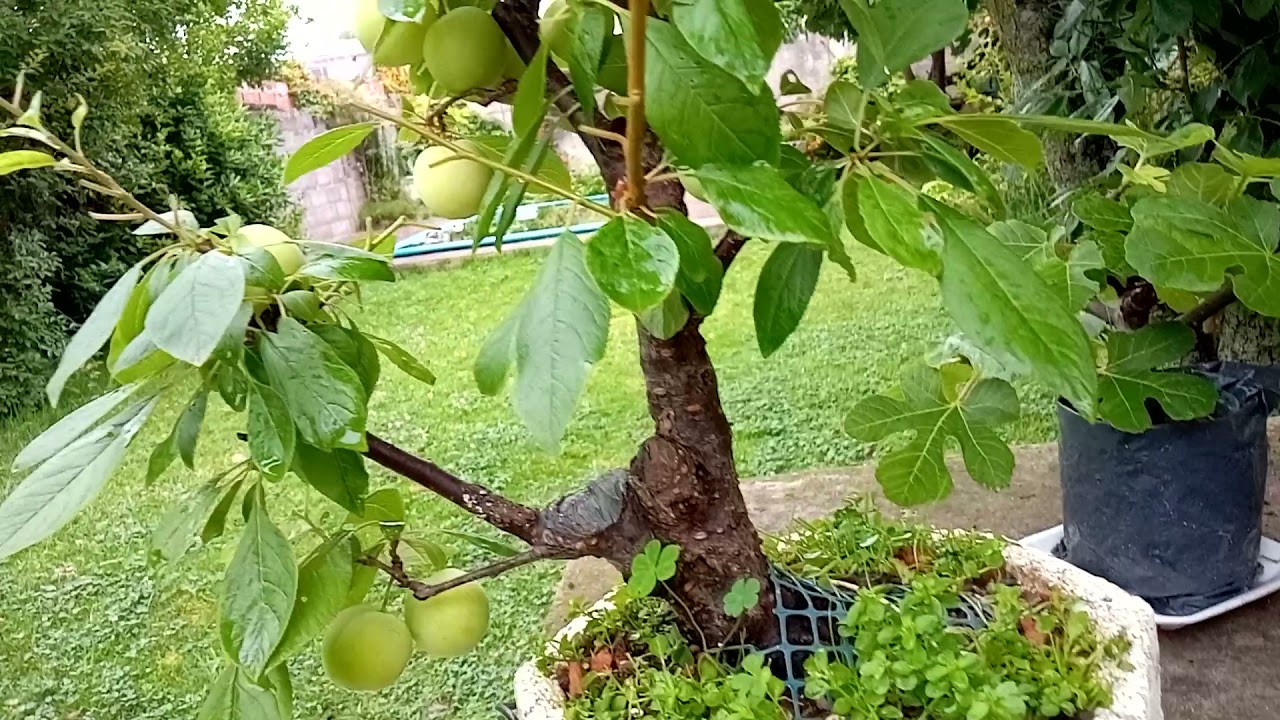 mi ciruelo bonsai