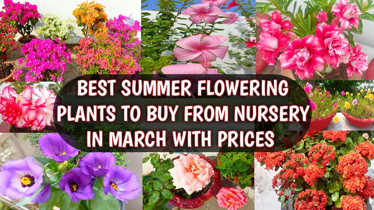 BEST SUMMER FLOWERING PLANTS TO BUY FROM NURSERY IN MARCH WITH PRICES | BEST SUMMER FLOWERS 🌸🌺