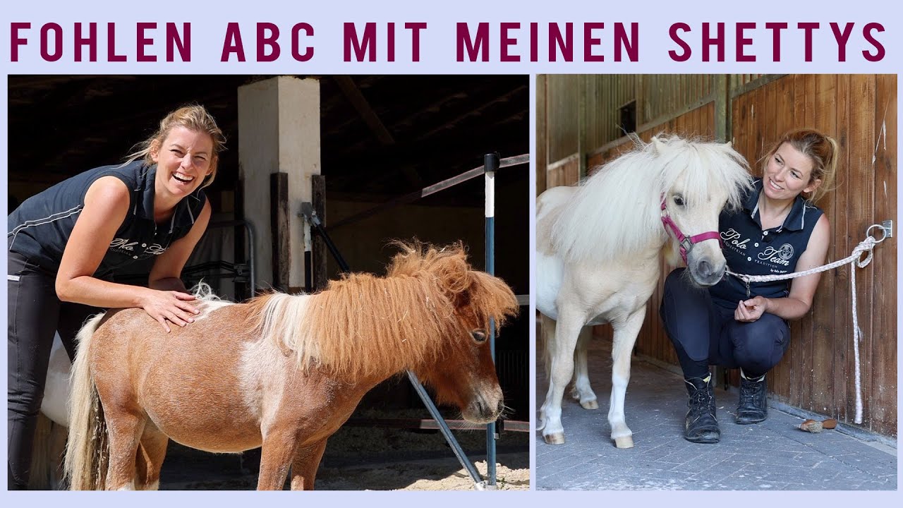 Fohlen ABC I Mini Shetty duscht zum 1. Mal I Pferd an Wasser und Sprühflasche gewöhnen I