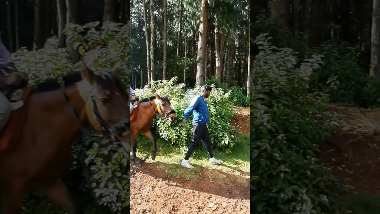 horse riding in pine forest Ooty per head 200 rs #horseriding #ooty #travel #friendship