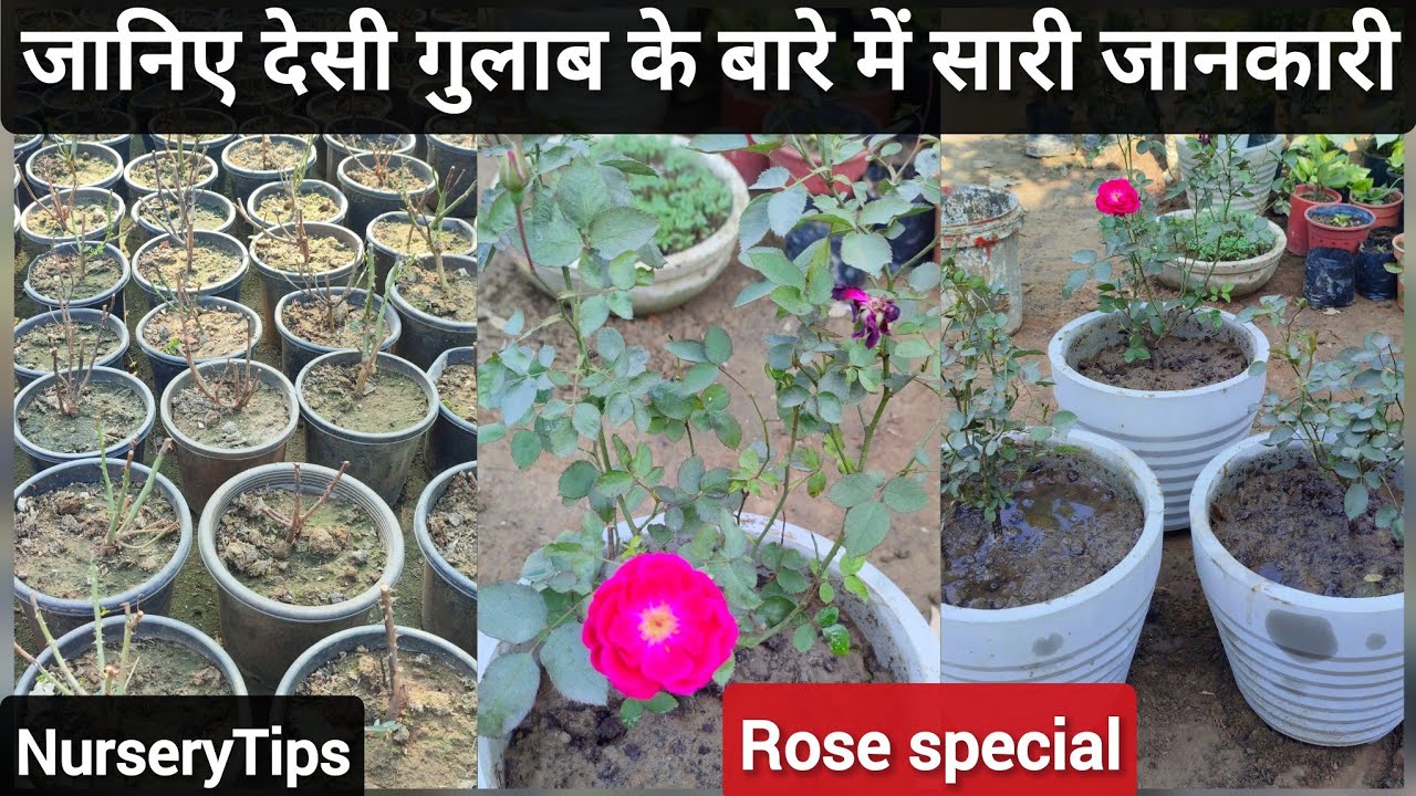 जानिए देसी गुलाब के बारे में सारी जानकारी और जाने कैसे केमिकल गुलाब को मार सकता है | Rose special |