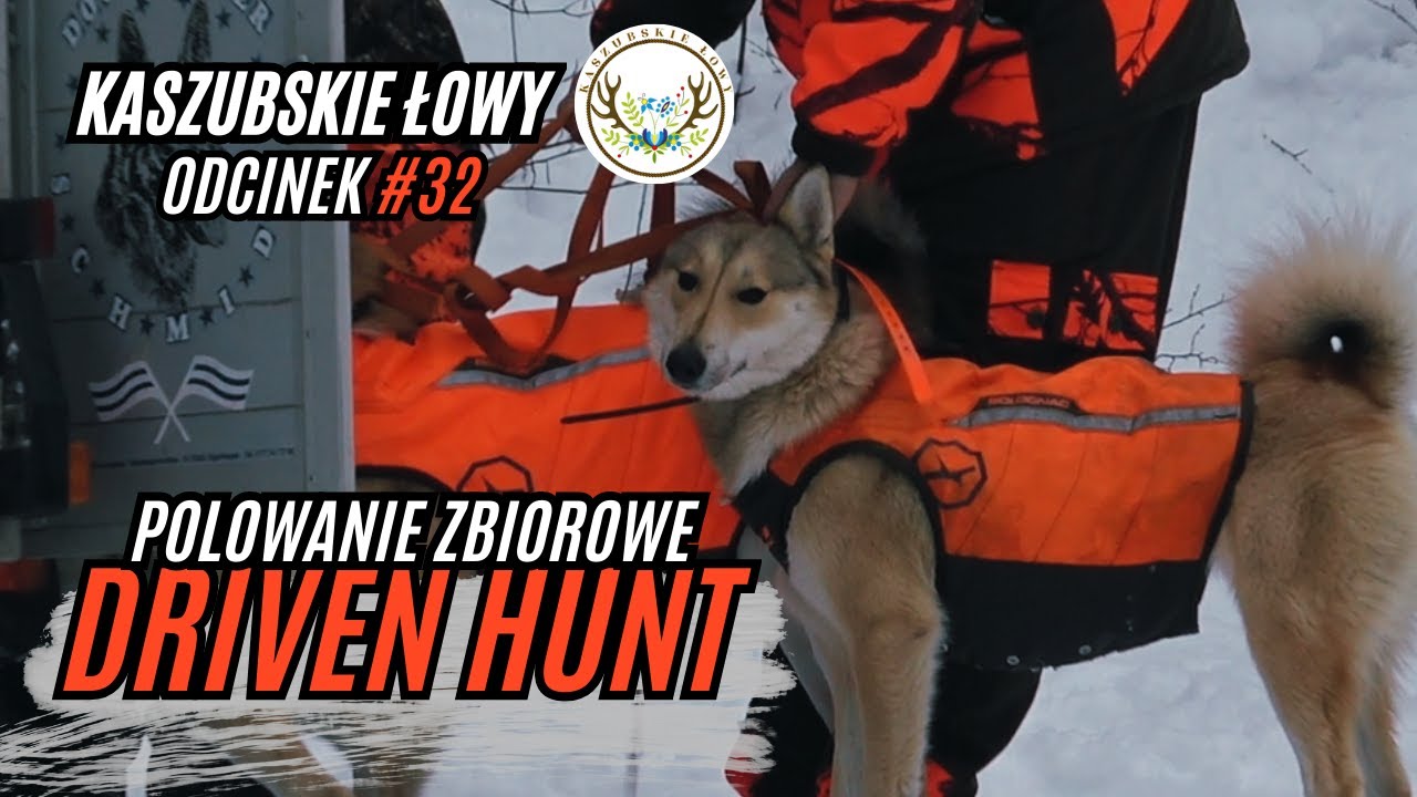 Kaszubskie Łowy #32 Zimowa Zbiorówka 2025 ❄️🔥| Drive Hunt in Winter Warmia🦌🌲