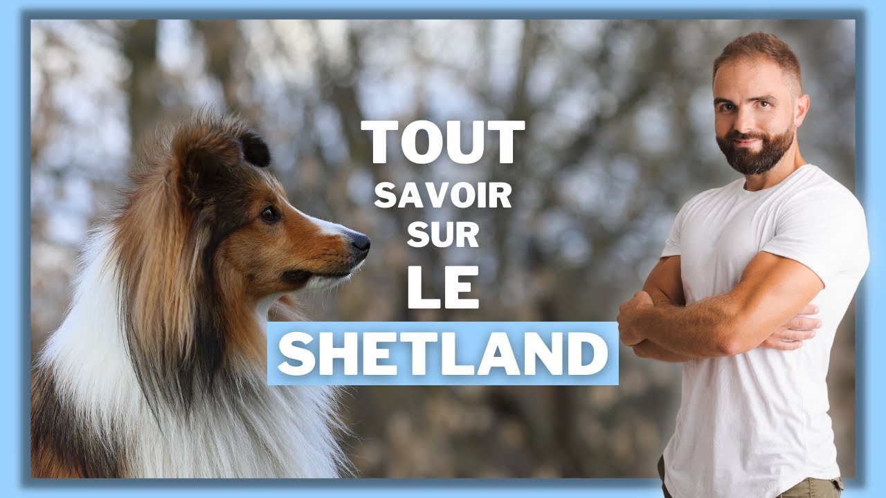 Chien de race Berger des Shetland : caractère, dressage, comportement, santé de ce chien de race...