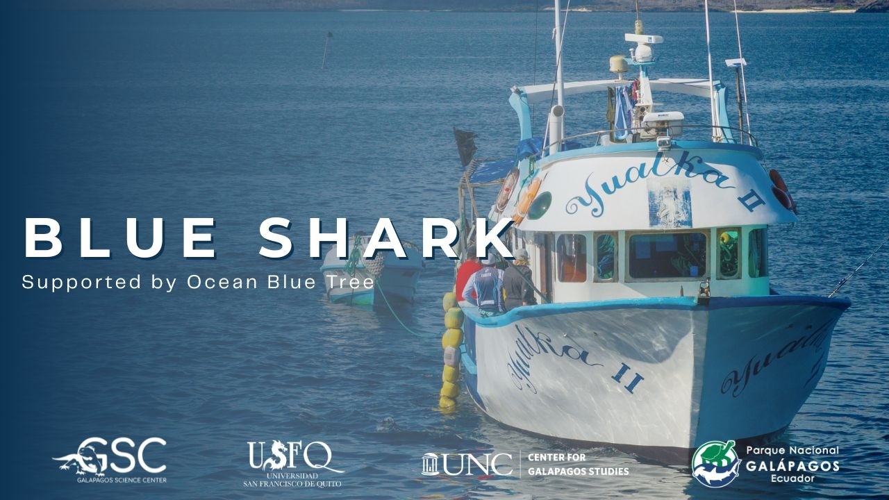 Blue Shark