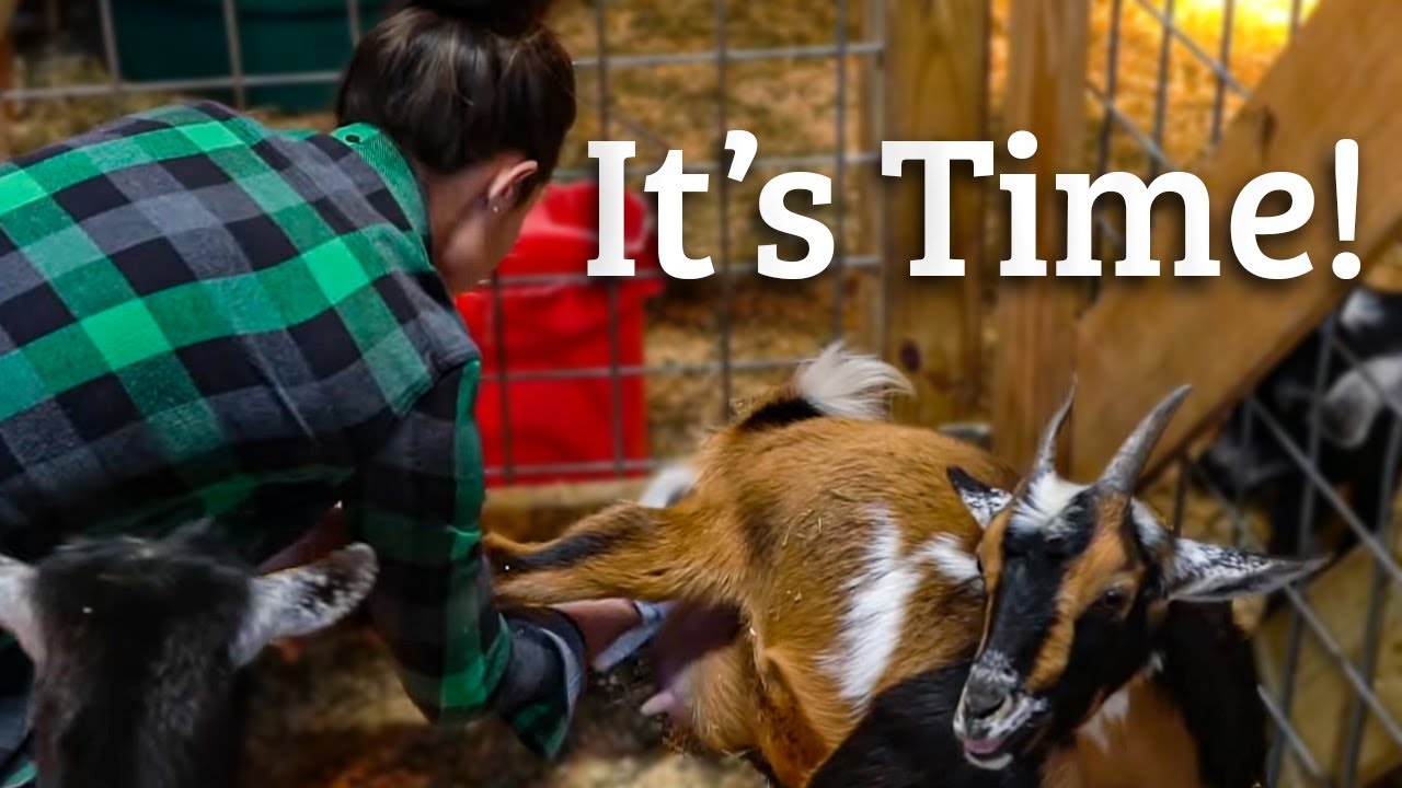 Goat Birth - How to Prepare // Homesteading