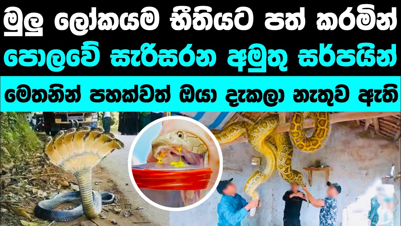 පොලවේ සැරිසරන අමුතුම සර්පයින් වර්ග | Amazing snakes in our world