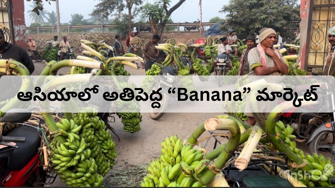 ఆంధ్రప్రదేశ్ రావులపాలెంలో అతిపెద్ద హోల్‌సేల్ BANANA మార్కెట్ || 