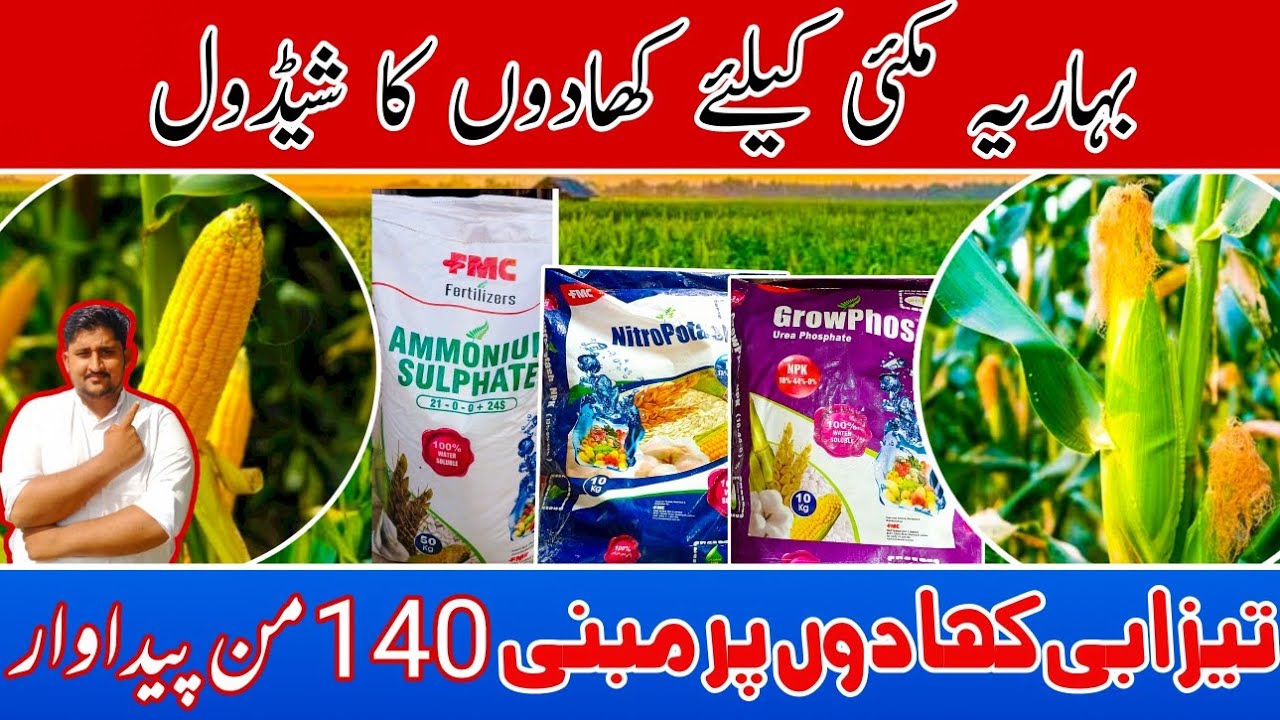Fertilizer Plan for Spring Maize | Maize Modern Fertilizer Plan | Fertilizer management in corn