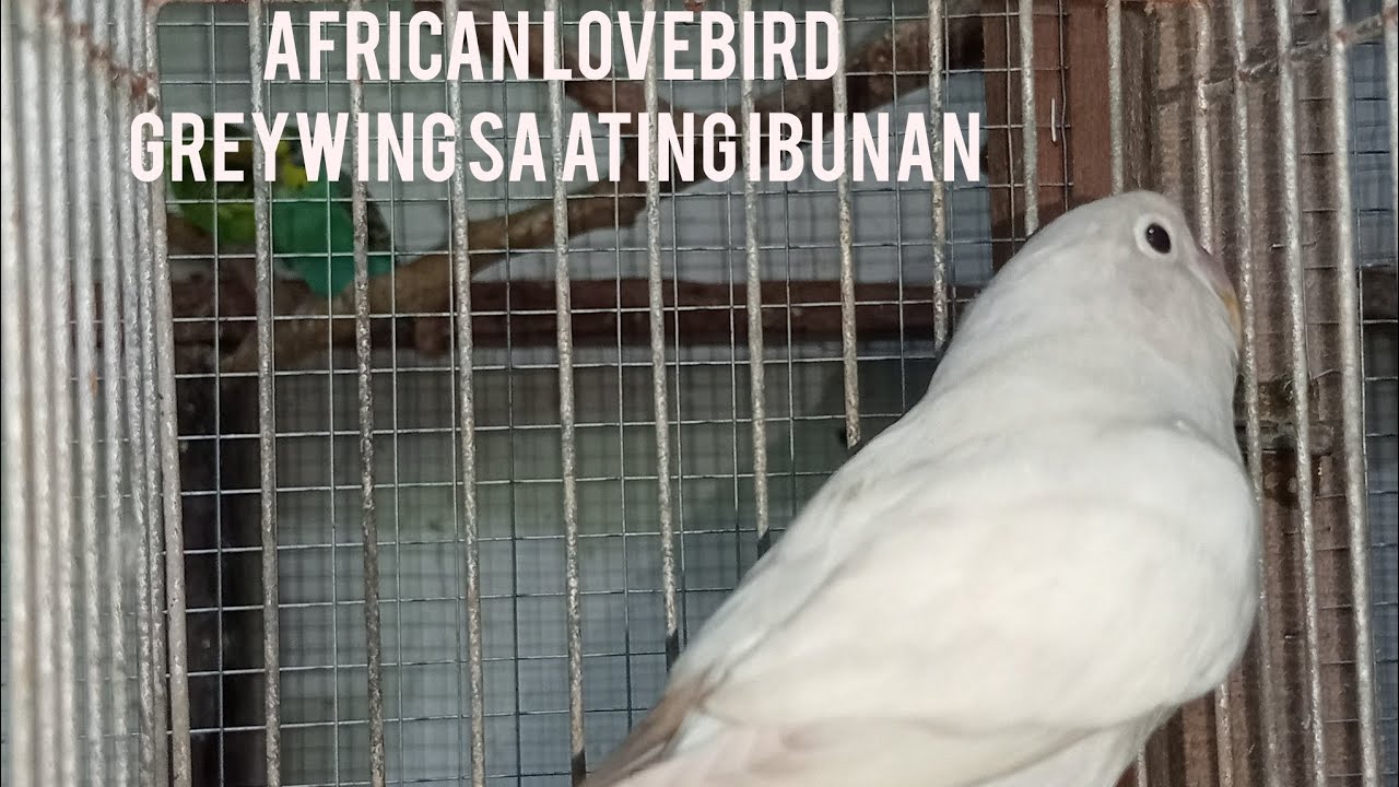 Greywing African Lovebird sa Ating Ibunan
