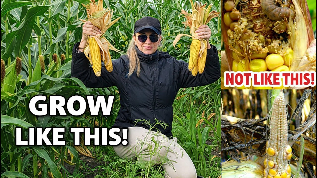 [ENG]  BEST Complete Corn Growing Guide. 5 Tips to Grow a Ton of Corn in a Single Patch