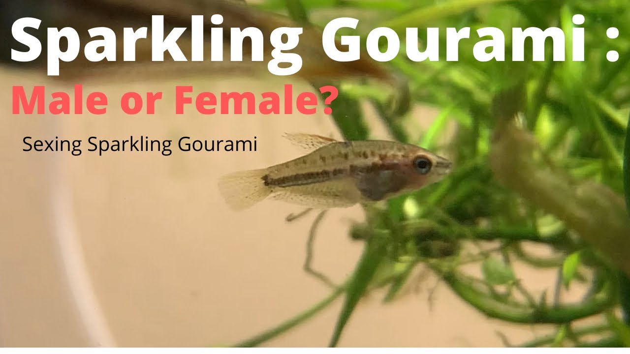 Sparkling Gourami: Male or Female?