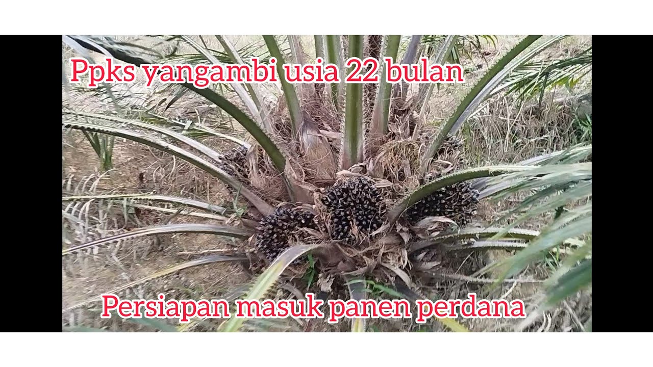 Ppks yangambi usia 22 bulan. 