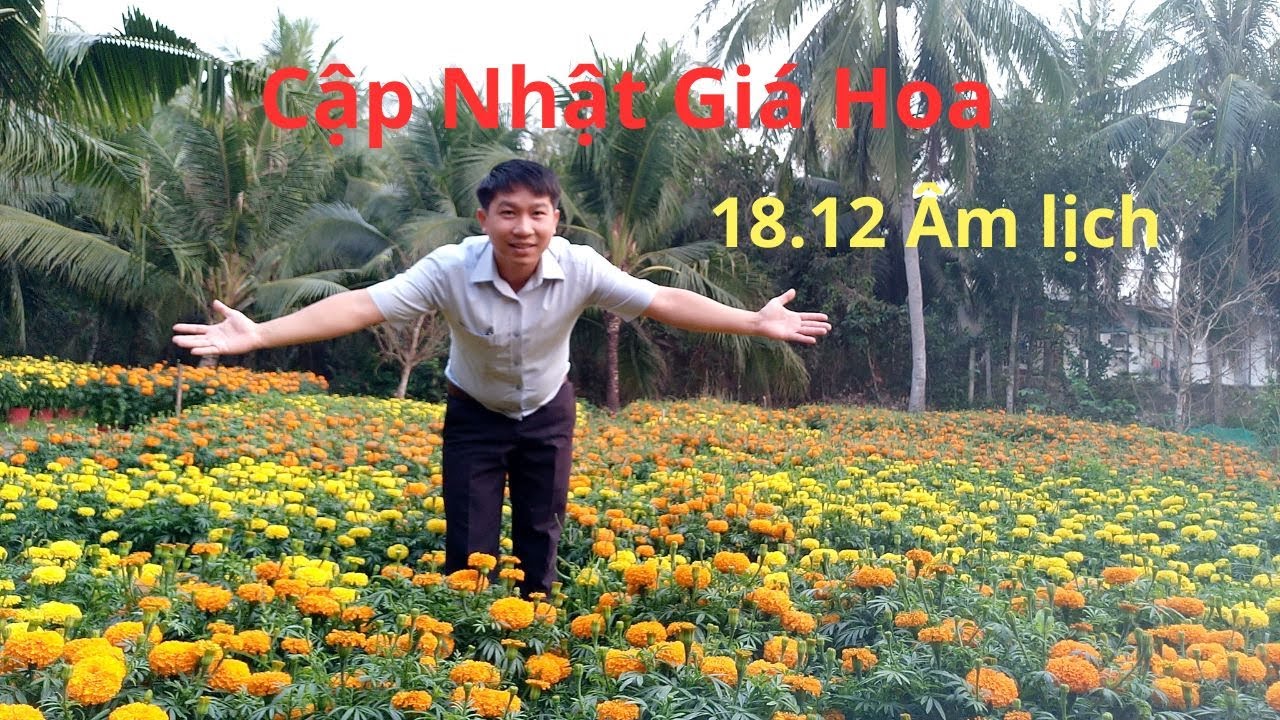 Cập Nhật Giá Hoa Ngày 18.12.Âm lịch || Tet flower prices