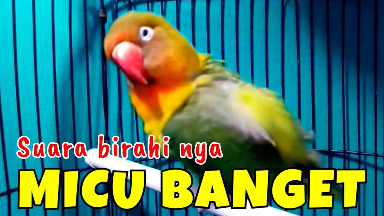 Pancingan Suara Lovebird Betina Birahi Picu Lb Betina Birahi Bunyi & Lb Jantan Birahi Bunyi