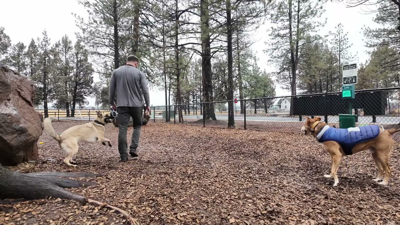 7-Yr Old Pit + Jack Russel Terrier Rescue Meets Macho - First Canine Friend in 5+ Years